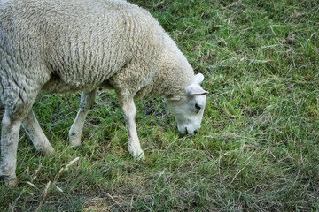 Naklejka na ściany i meble Schaf beim Grasen auf einem Deich.