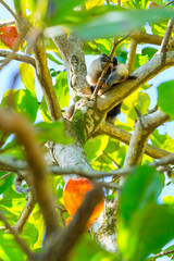 Northern tamandua (Tamandua mexicana), Corcovado National Park, Osa Peninsula, Puntarenas Province, Costa Rica, Central America, America