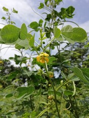 a little flower on the tree 