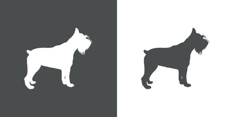 Razas de perros. Silueta de perro schnauzer miniatura de pie en fondo gris y fondo blanco