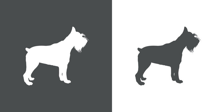 Razas de perros. Silueta de perro schnauzer miniatura de pie en fondo gris y fondo blanco