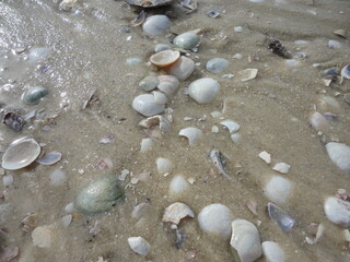 shells on the beach