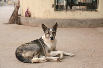 Dog shelter india.