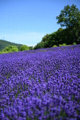 幌見峠のラベンダー畑