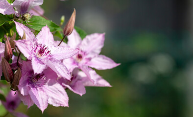 Beautiful pink clematis. Blooming clematis with blurred background of the green garden. Seasonal summer background.