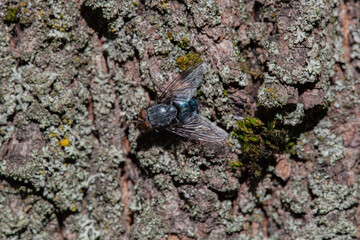 macro shooting of a fly sitting on the bark of a tree