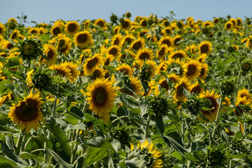sunflowers