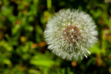 Dandelion seeds in the morning sunlight blowing away