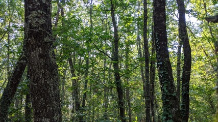 Arbres de la forêt