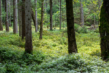 lichter wald mit Heidelbeeren