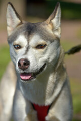 Naklejka na ściany i meble Siberian Husky Dog with have two color eyes
