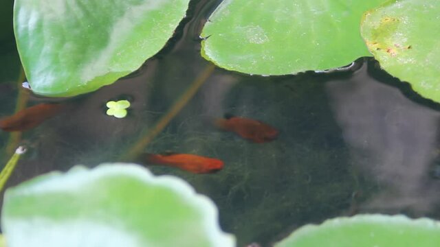 Colorful guppies (rainbowfish) in an aquarium with water lilies. Thailand
