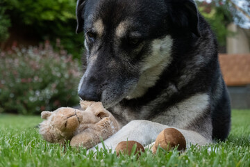 a dog chews on a plush stuffed toy