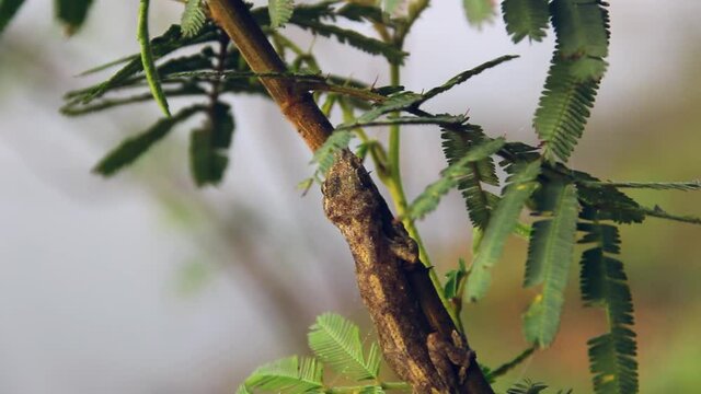 The Gecko crouched on an albizia branch. Thailand
