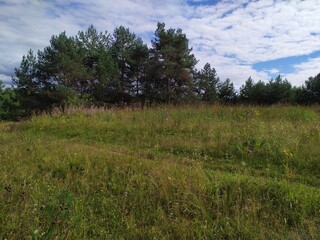 Obraz premium Summer landscape with midow and fir pine trees