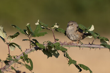 Hedge Accentor (Dunnock) perched on a bramble in Sussex