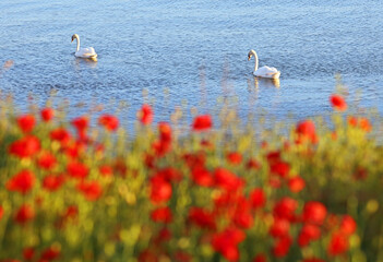 Mohnblumen an Steilküste in Klein Zicker auf Rügen