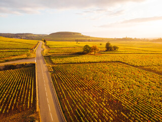 vue aérienne du vignoble automnal