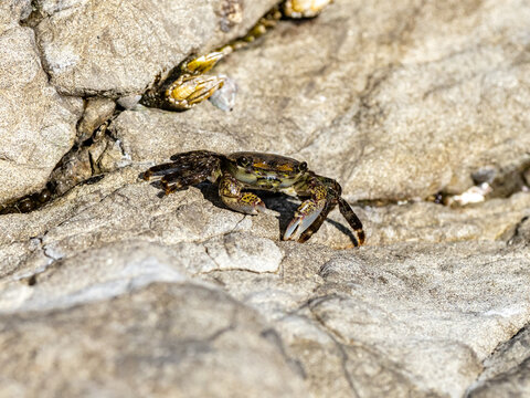 striped shore crab moves between tidal pools 5