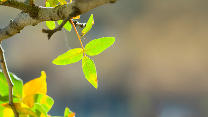 closeup autumn tree branch with varicoloured leaves, autumn natural background