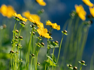 group of Lance-leaved Coreopsis wildflowers