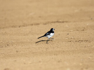 Black backed white wagtail in Japanese farm field 2