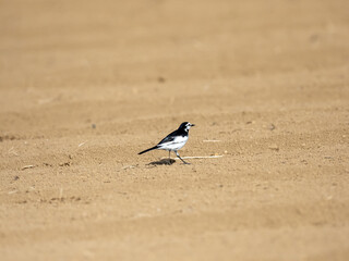 Black backed white wagtail in Japanese farm field 1