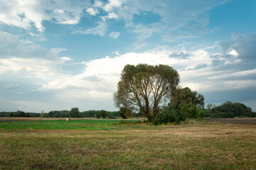 Large tree on the meadow and clouds on the blue sky