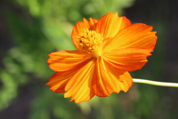 初夏の野原に咲くキバナコスモスのオレンジ色の花