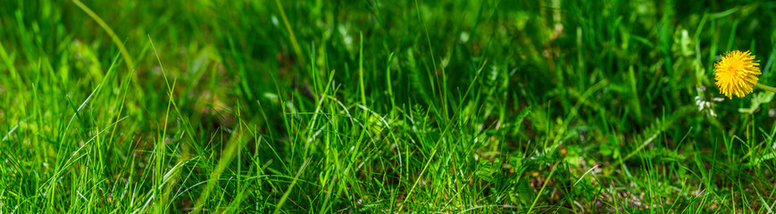 Fresh yellow blooming flower garden with green grass and sunlight background in the nature