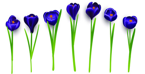 Spring flowers crocus, decorative design, vector illustration