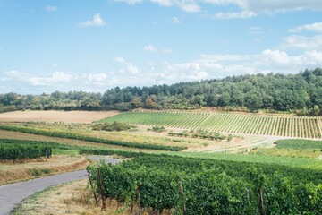 un paysage de vignoble et de forêt.