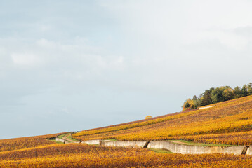 Des vignes jaunes en automne. Le vignoble automnal. Des vignes dorées sur la Côte-d'Or. La...