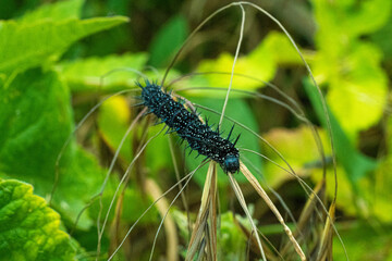 Peacock Butterfly Black and white spikey Caterpillars close up
