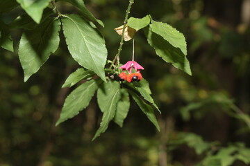 Bright unusual fruits of euonymus ripened on bushes in the forest at the end of summer
