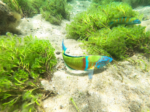 An ornate wrasse (Thalassoma pavo), can be found in the rocky coasts of the eastern Atlantic Ocean and the Mediterranean Sea. Also knowed popular as a game fish