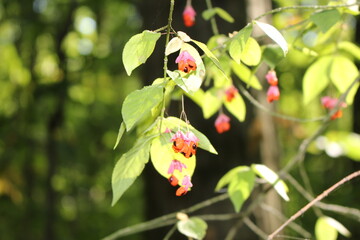 Bright unusual fruits of euonymus ripened on bushes in the forest at the end of summer