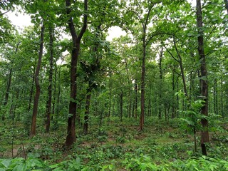 Obraz premium trees in the forest