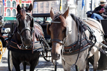 Chevaux de traits des calèches de Bruges
