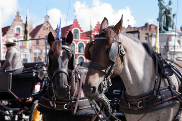 Fototapeta premium Chevaux de traits des calèches de Bruges