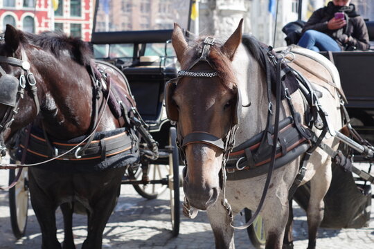 Chevaux de traits des cal&egrave;ches de Bruges