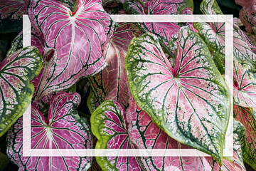 Caladium bicolor with pink leaf and green veins (Florida Sweetheart), Pink Caladium foliage background with White frame, Flat lay, Nature concept