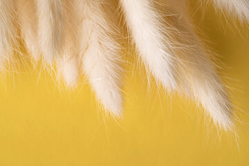 Obraz premium Spikelets are yellow. Wild grass, weeds on yellow background