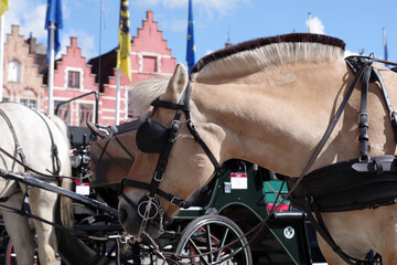 Chevaux de traits des calèches de Bruges
