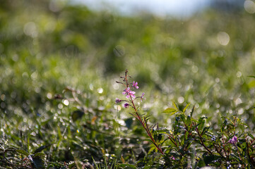 Kompozycja roślinna łąka trawy poranna rosa