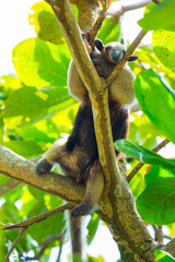 Northern tamandua (Tamandua mexicana), Corcovado National Park, Osa Peninsula, Puntarenas Province, Costa Rica, Central America, America