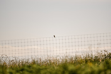 Samotny ptak siedzący na metalowym ogrodzenie - obrazy, fototapety, plakaty