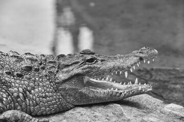 Fototapeta premium Crocodile in his natural habitat, next to the lake