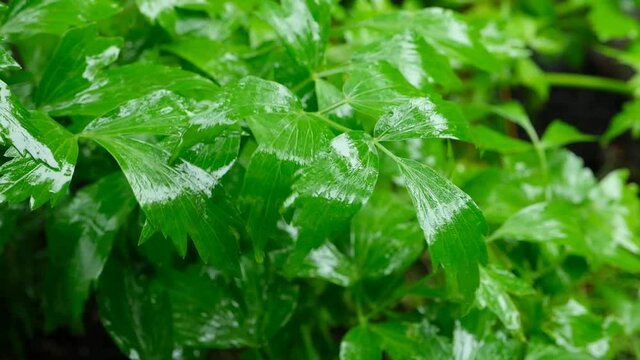 Bl&auml;tter von der Gew&uuml;rzpflanze Liebst&ouml;ckel (lat.: Levisticum officinale) im Regen, nass mit Regentropfen