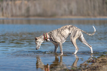 Überwindung-, wasserscheuer Windhund ( Whippet) erkundet das Wasser